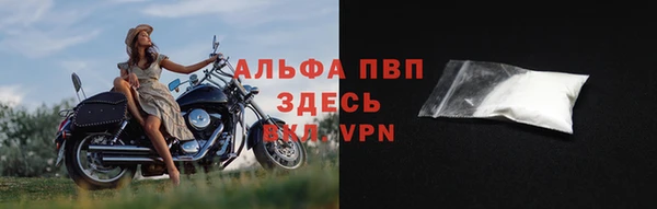прущие грибы Инта