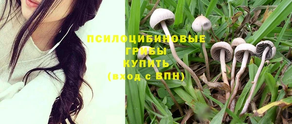 прущие грибы Инта
